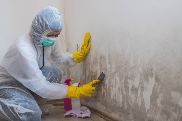 Best Mold Removal Process  in Elmore, AL
