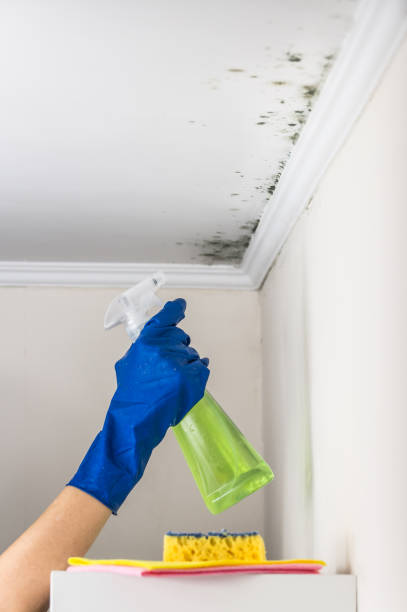 Certified Mold Removal in Elmore, AL